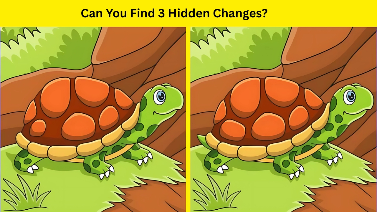 Tortoise Quest